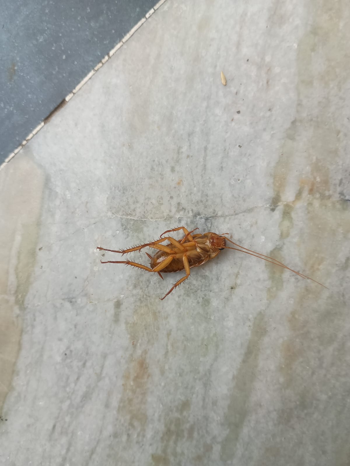 Why Cockroaches Love Your Kitchen (And How to Make Them Leave)